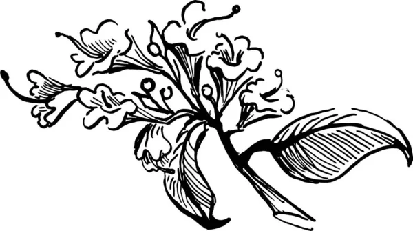 Ramo di origano comon. schizzo disegnato a mano inchiostro. illustrazione vettoriale. bianco e nero — Vettoriale Stock