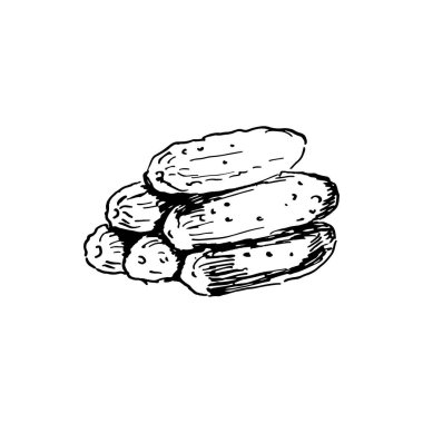 Bir sürü taze salatalık. El çizimi mürekkep çizimi. Vektör çizimi. izole