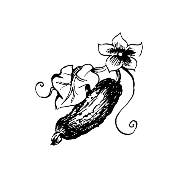 新鮮なキュウリに花と葉 手描きインクスケッチ ベクトルイラスト 隔離された — ストックベクタ