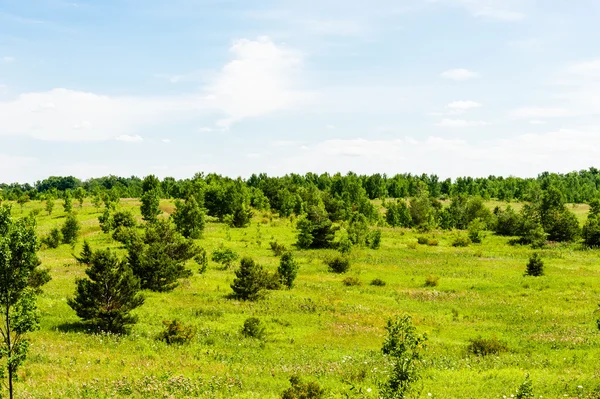 Landscape of small trees in meadow. — Stock Photo, Image