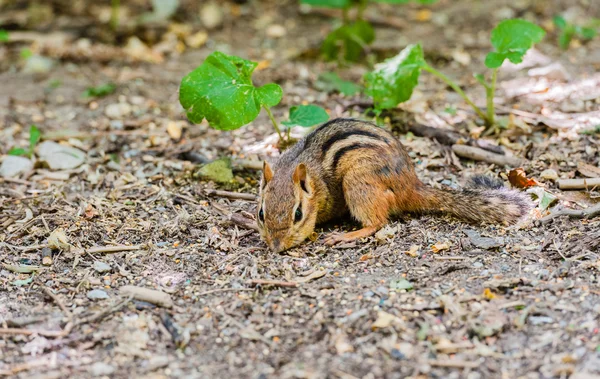 Gros plan sur la recherche de nourriture par les tamias au sol . — Photo