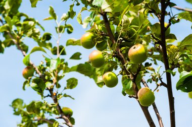 Dallar yeşil vahşi crabapples.