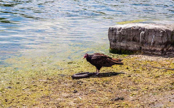 Turkey vulture near dead eel by water. — Stock Photo, Image