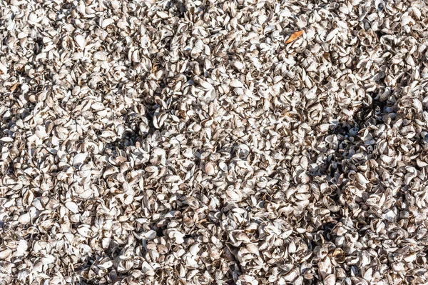 Arka plan doku Midye kabukları sahilde.