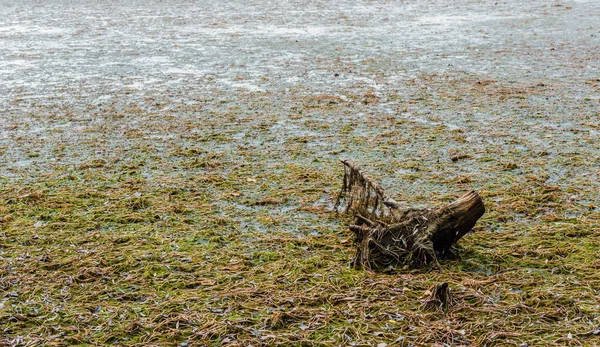 Tree stump in muddy algae-covered swamp. — Stock Photo, Image