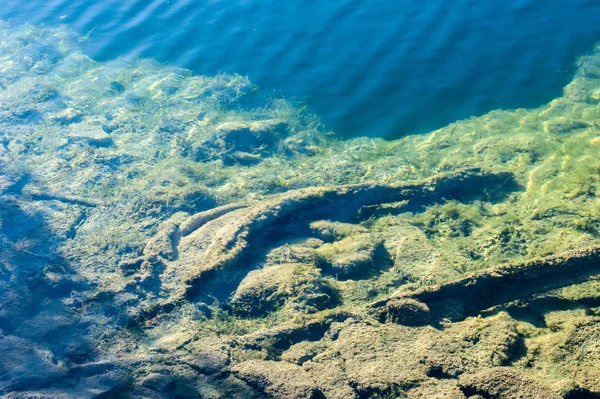 Transparent shallow water with algae covering bottom. — Stock Photo, Image