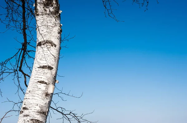 Single birch tree and branches on clear blue sky. — Stock Photo, Image