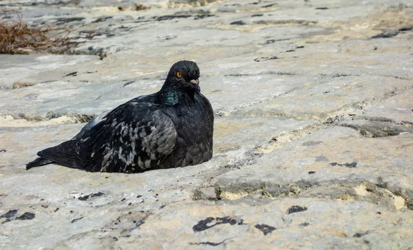 Zwarte en grijze duif op stenen. — Stockfoto