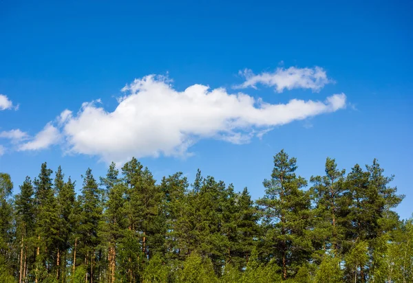 Kiefernwald unter Wolken am blauen Himmel. — Stockfoto