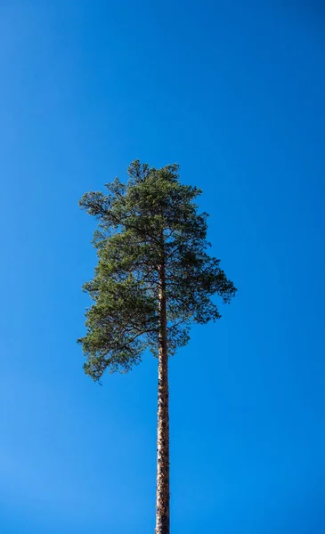 Single tall pine tree on clear blue sky. — Stock Photo, Image