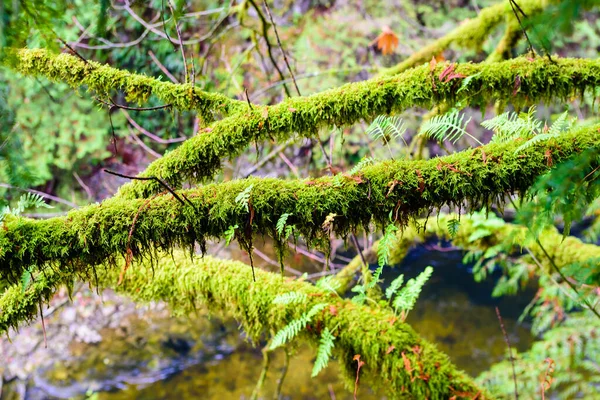 在加拿大不列颠哥伦比亚省的热带雨林 潮湿的枝条长满了茂盛的绿色蕨类和苔藓 — 图库照片