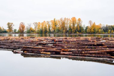 BURNABY, BC, CANADA - OCTOBER 31, 2018: Logs driven down the Fraser River are marked, bound, and stored temporarily on the water. clipart