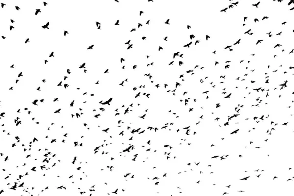 Large Flock Black Bird Shapes Flying Silhouetted White Background — Stock Photo, Image