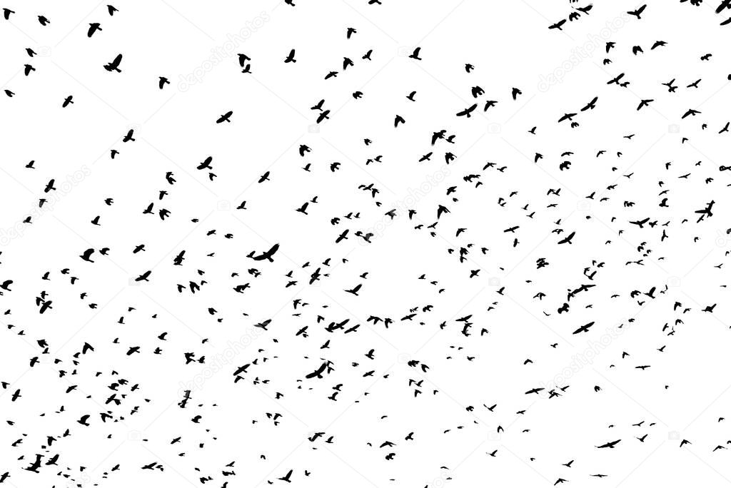Large flock of black bird shapes flying silhouetted against white background.
