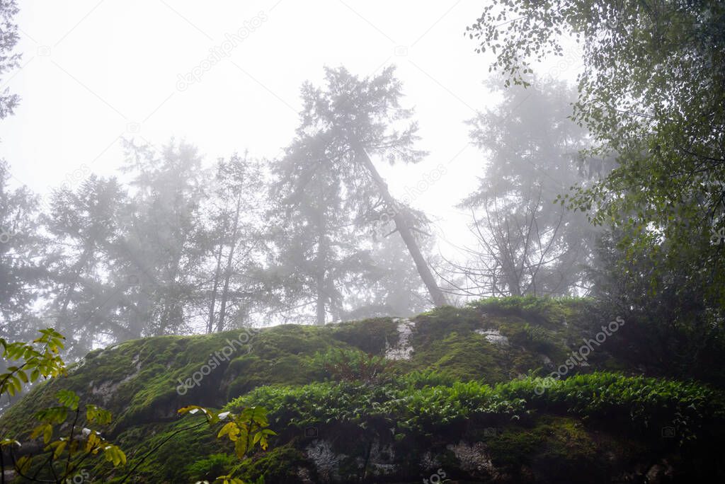 Cliff overgrown with moss under trees disappearing into wet foggy haze in British Columbia, Canada.