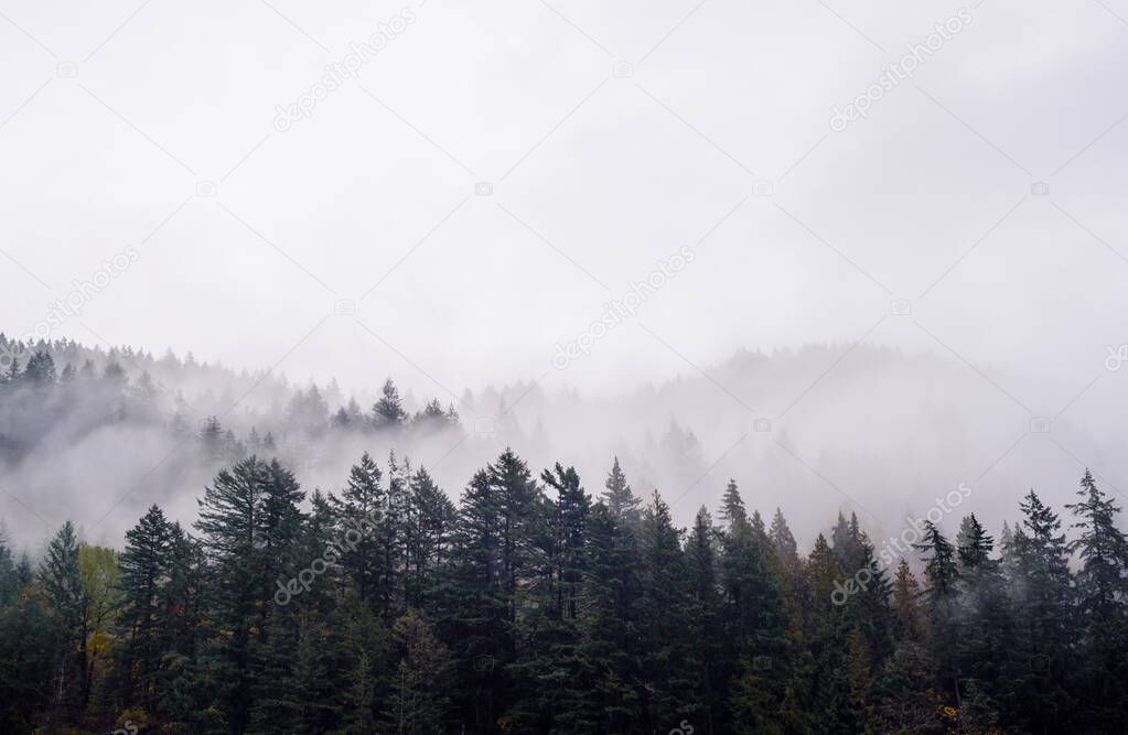 Fog and clouds covering forest in British Columbia, Canada.