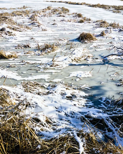 Pedaços Grama Seca Juncos Lagoa Congelada Coberta Manchas Gelo Neve — Fotografia de Stock