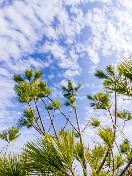 Sparse Branches Long Needled Evergreen Tree Sky Clouds — Stock Photo, Image