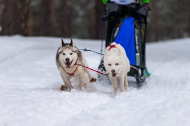 Kızak köpek yarışı. Husky kızak köpekleri takım koşu ve köpek sürücüsü çekin. Kış sporları şampiyonası yarışması.