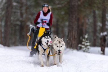 Kızak köpek yarışı. Husky kızak köpekleri takım köpek sürücüsü ile bir kızak çekin. Kış yarışması.