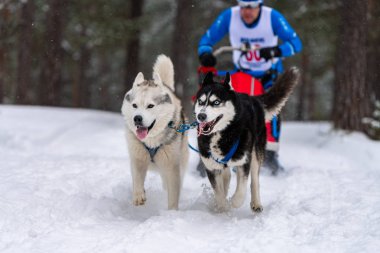 Husky kızak köpekleri takım koşu ve köpek sürücüsü çekin. Kızak köpek yarışı. Kış sporları şampiyonası yarışması.