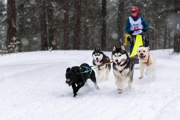 Sled dog racing. Husky sled dogs team pull a sled with dog driver. Winter competition.