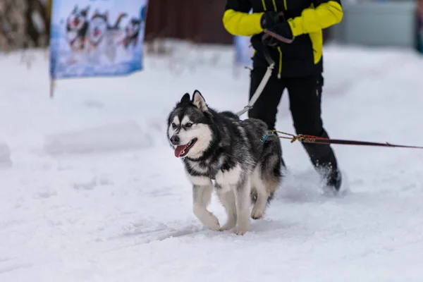 Sled dog racing. Husky sled dogs team in harness run and pull dog driver. Winter sport championship competition.