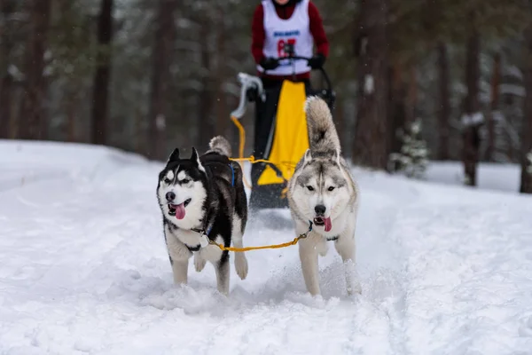 Husky sled dogs team in harness run and pull dog driver. Sled dog racing. Winter sport championship competition. — Stock Photo, Image