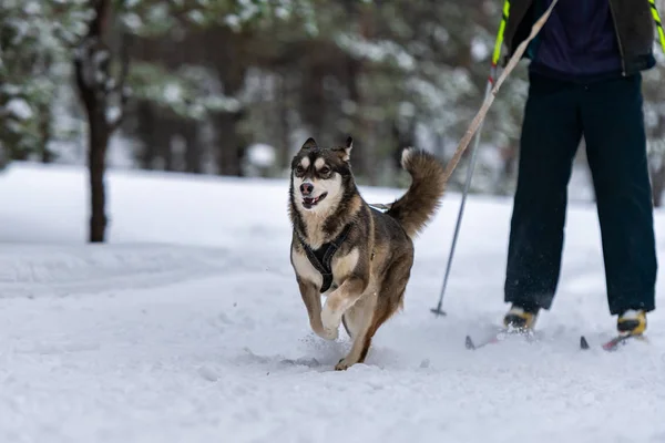 Sled dog skijoring. Husky sled dog pull dog driver. Sport championship competition.