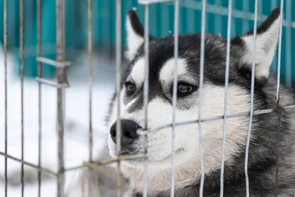 Husky perro en jaula de transporte esperando al dueño para el transporte a la competencia de perros de trineo. Mascota mira alrededor con esperanza . — Foto de Stock
