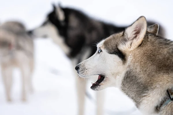 Husky honden, wachten op sledehond race, winter achtergrond. Volwassen huisdieren voor sportwedstrijd. — Stockfoto