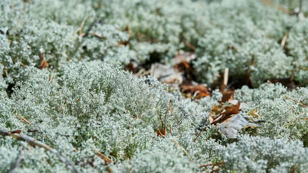 Lichen Cladonia rangiferina. Sobí šedý lišejník. Krásné světlé lesní mech rostoucí v teplém a chladném podnebí. Jeleni, karibu mechu. — Stock fotografie