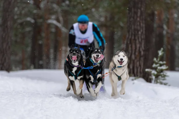 Sled dog racing. Husky and dobermans sled dogs team pull a sled with dog driver. Winter competition.