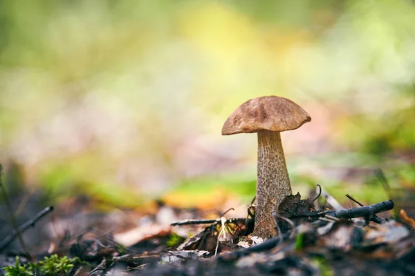 Leccinum versipelle hongo en el bosque de otoño. Bolete de abedul naranja. Comida saludable comestible . — Foto de Stock