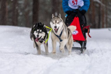 Husky kızak köpekleri takım koşu ve köpek sürücüsü çekin. Kızak köpek yarışı. Kış sporları şampiyonası yarışması.