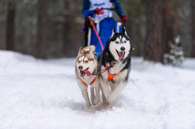Kızak köpek yarışı. Husky kızak köpekleri takım koşu ve köpek sürücüsü çekin. Kış sporları şampiyonası yarışması.