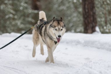 Kızak köpek yarışı. Husky kızak köpekleri takım koşu ve köpek sürücüsü çekin. Kış sporları şampiyonası yarışması.
