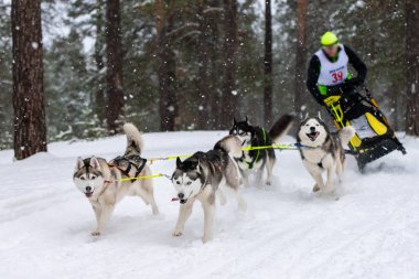 Kızak köpek yarışı. Husky kızak köpekleri takım köpek sürücüsü ile bir kızak çekin. Kış yarışması.