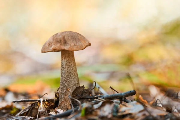 Leccinum versipelle hongo en el bosque de otoño. Bolete de abedul naranja. Comida saludable comestible . — Foto de Stock