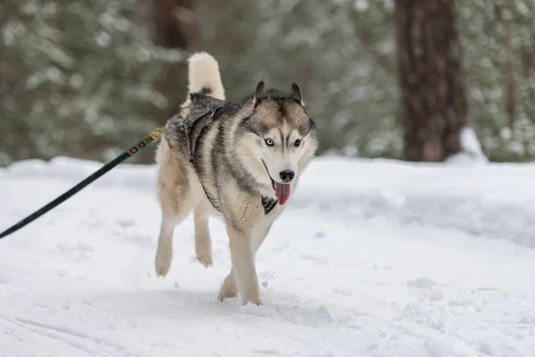 Sled dog racing. Husky sled dogs team in harness run and pull dog driver. Winter sport championship competition.