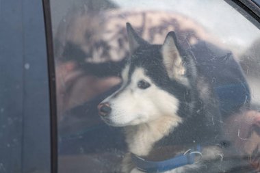 Arabada iri yarı bir köpek, sevimli bir evcil hayvan. Köpek kızaktan önce yürümeyi bekliyor. 