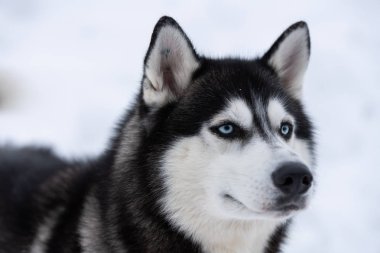 Husky köpek portresi, kış karlı arka plan. Kızak köpek eğitimi önce yürüyüş Komik evcil hayvan.