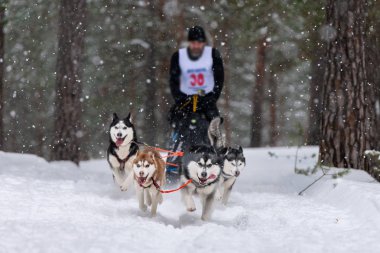 Kızak köpek yarışı. Husky kızak köpekleri takımı köpek musher ile kızak çekiyor. Kış yarışması.