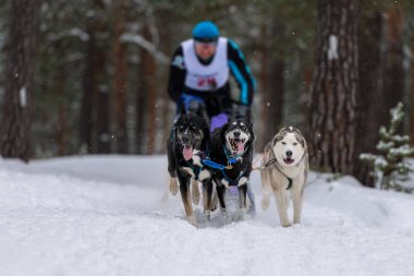 Kızak köpek yarışı. Husky ve Doberman kızak köpekleri takımı köpek musher ile kızak çekiyor. Kış yarışması.