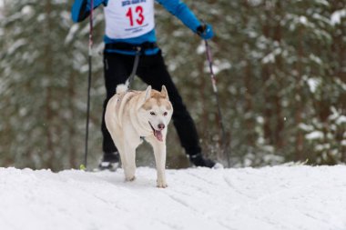 Husky kızak köpekleri takım koşu ve köpek sürücüsü çekin. Kızak köpek yarışı. Kış sporları şampiyonası yarışması.