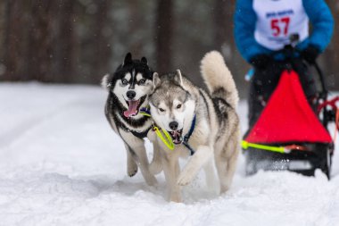 Kızak köpek yarışı. Husky kızak köpekleri takım koşu ve köpek sürücüsü çekin. Kış sporları şampiyonası yarışması.