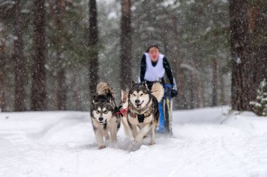 Kızak köpek yarışı. Husky kızak köpekleri takım köpek sürücüsü ile bir kızak çekin. Kış yarışması.