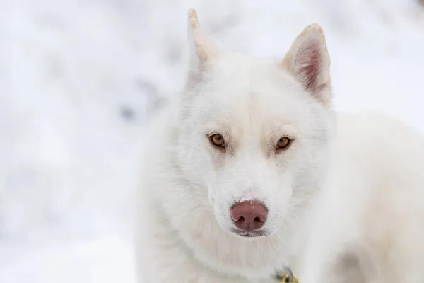 Husky dog portrait, winter snowy background. Funny pet on walking before sled dog training. — Stock Photo, Image