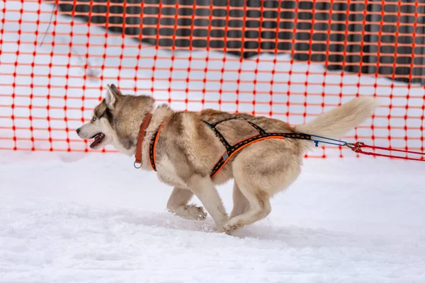 そり犬のレース。ハーネスランとプルドッグドライバーでハスキーそり犬チーム。冬季スポーツ選手権大会. — ストック写真