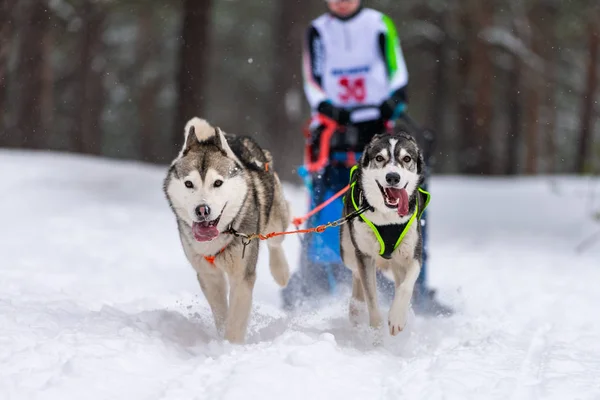 Sled dog racing. Husky sled dogs team in harness run and pull dog driver. Winter sport championship competition. — Stock Photo, Image